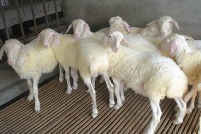 农村最缺什么生意？家畜养殖的潜力与机会