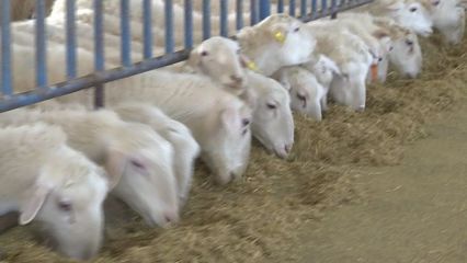 巴里坤县 防疫生产两不误 牲畜暖棚春意浓