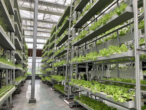 鱼菜共生AI工厂 重塑农业的未来图景
