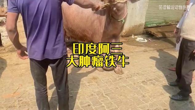 从台湾综艺到大陆养殖场 一只“家畜”的另类星途